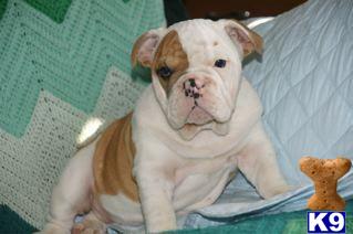 English Bulldog Puppies for Sale